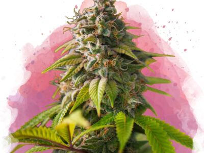 Amnesia Haze Feminized